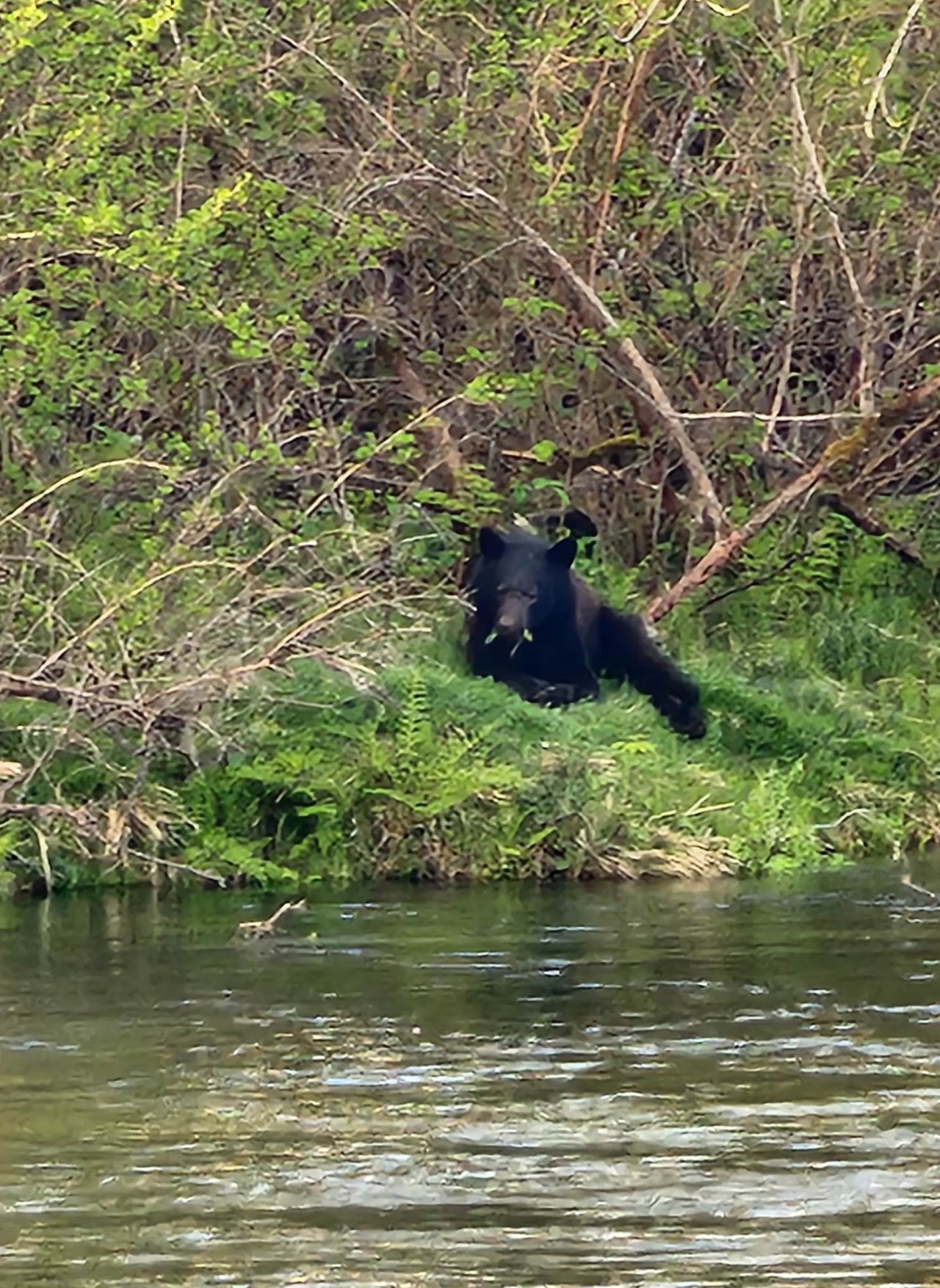 Bear