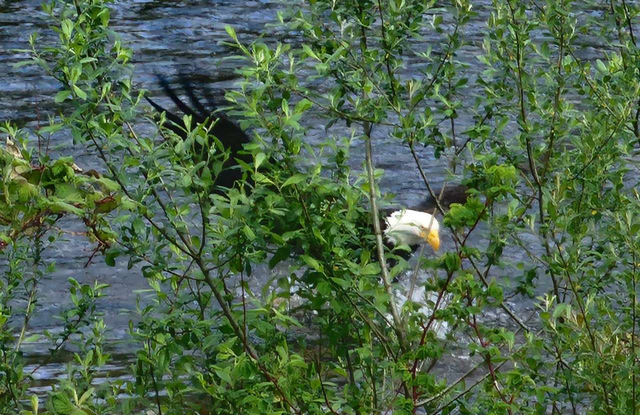 Bald Eagle